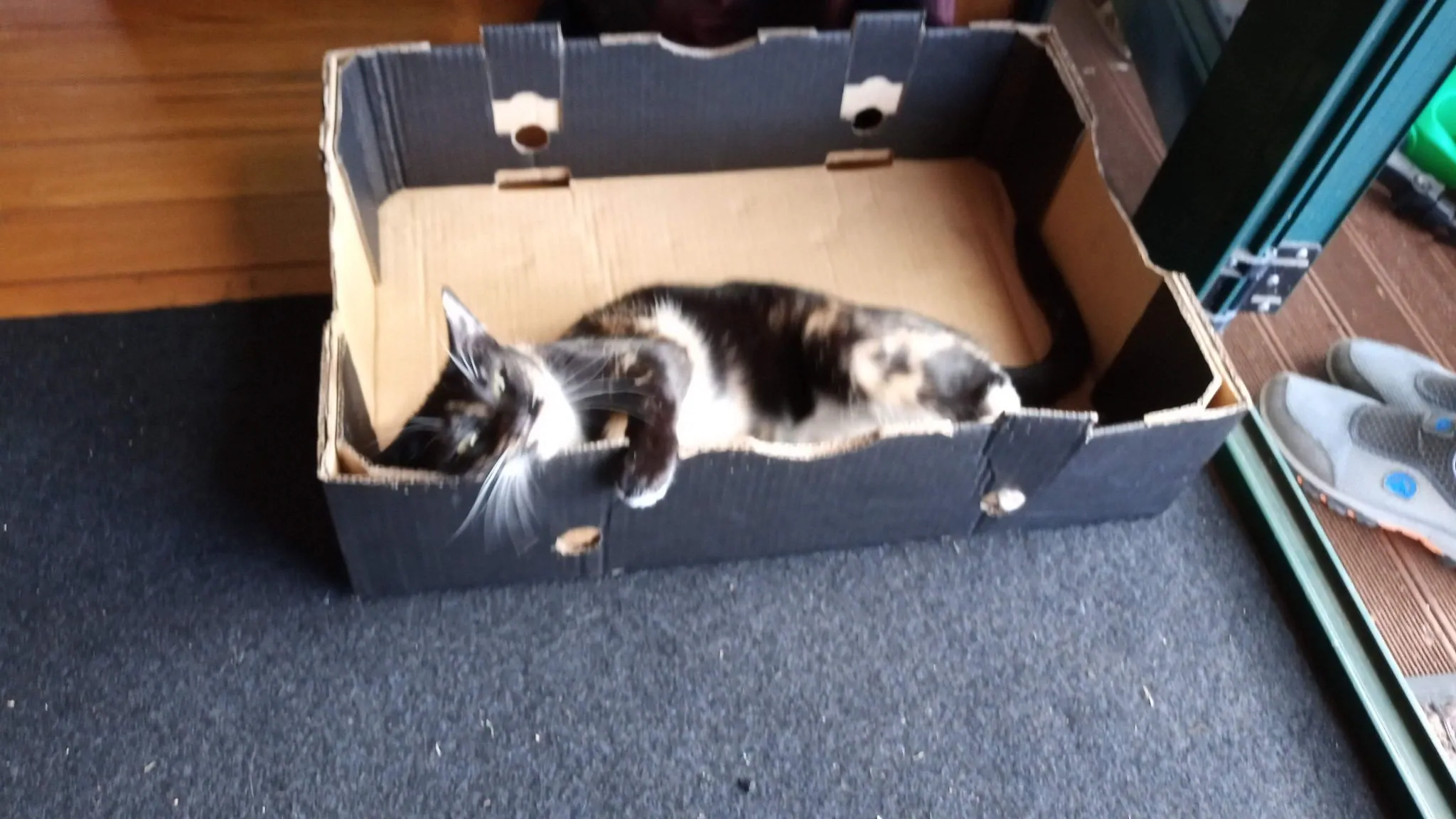Why do cats love boxes?